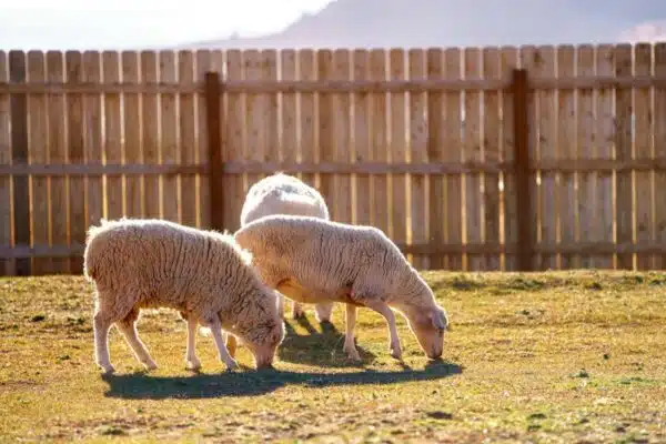Améliorer le bien-être des animaux d’élevage : les initiatives à connaître