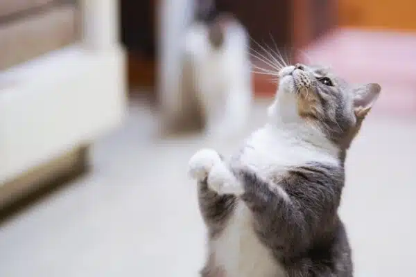 Les problèmes de santé fréquents chez les chats et leurs solutions efficaces