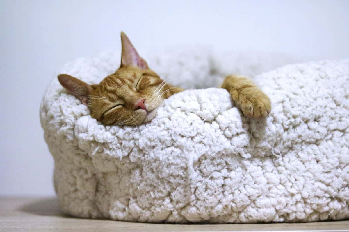 chat malade