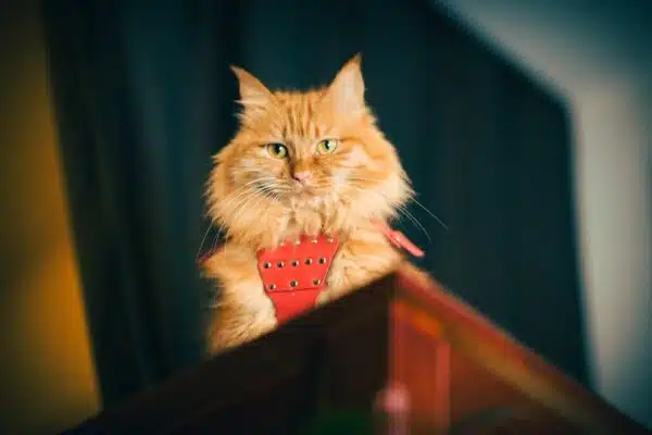Démystifier les croyances erronées concernant les chats