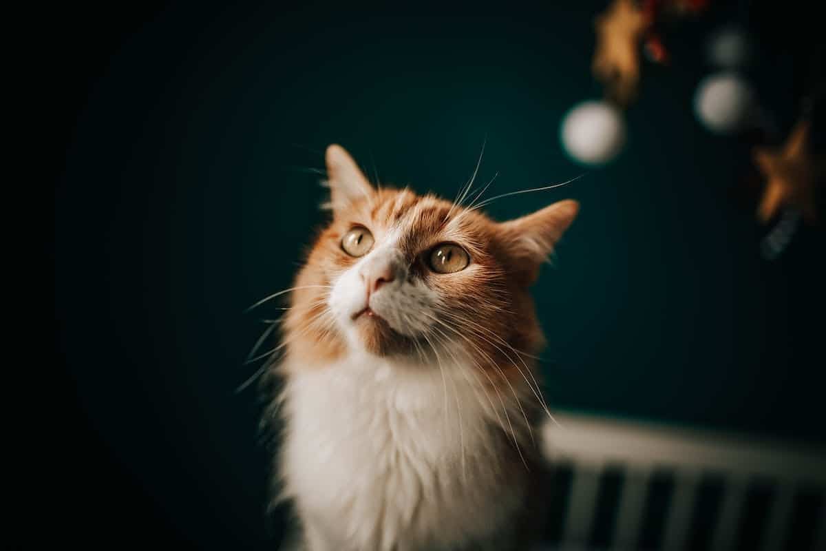 chat  superstition