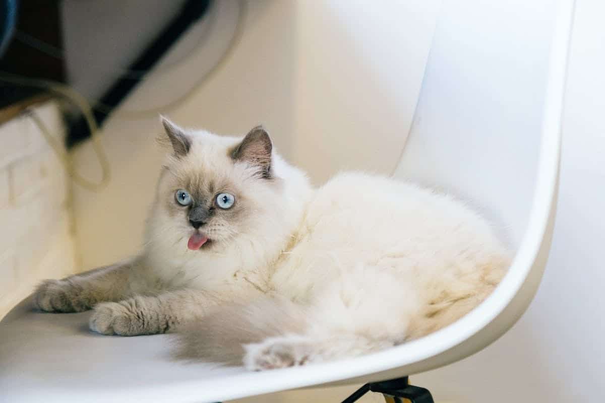 Prévenir et résoudre les problèmes de comportement chez les chats : 5 conseils essentiels