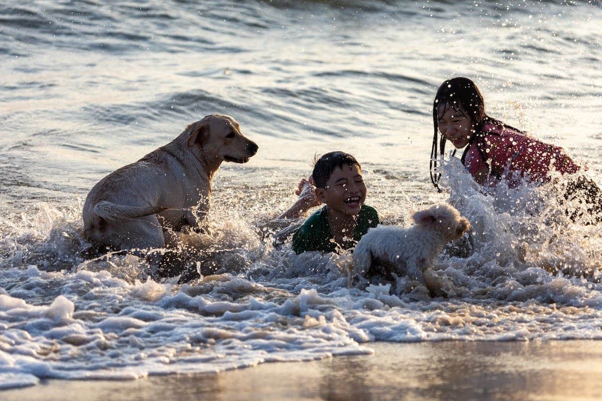 Conseils pour une cohabitation harmonieuse entre chiens et enfants