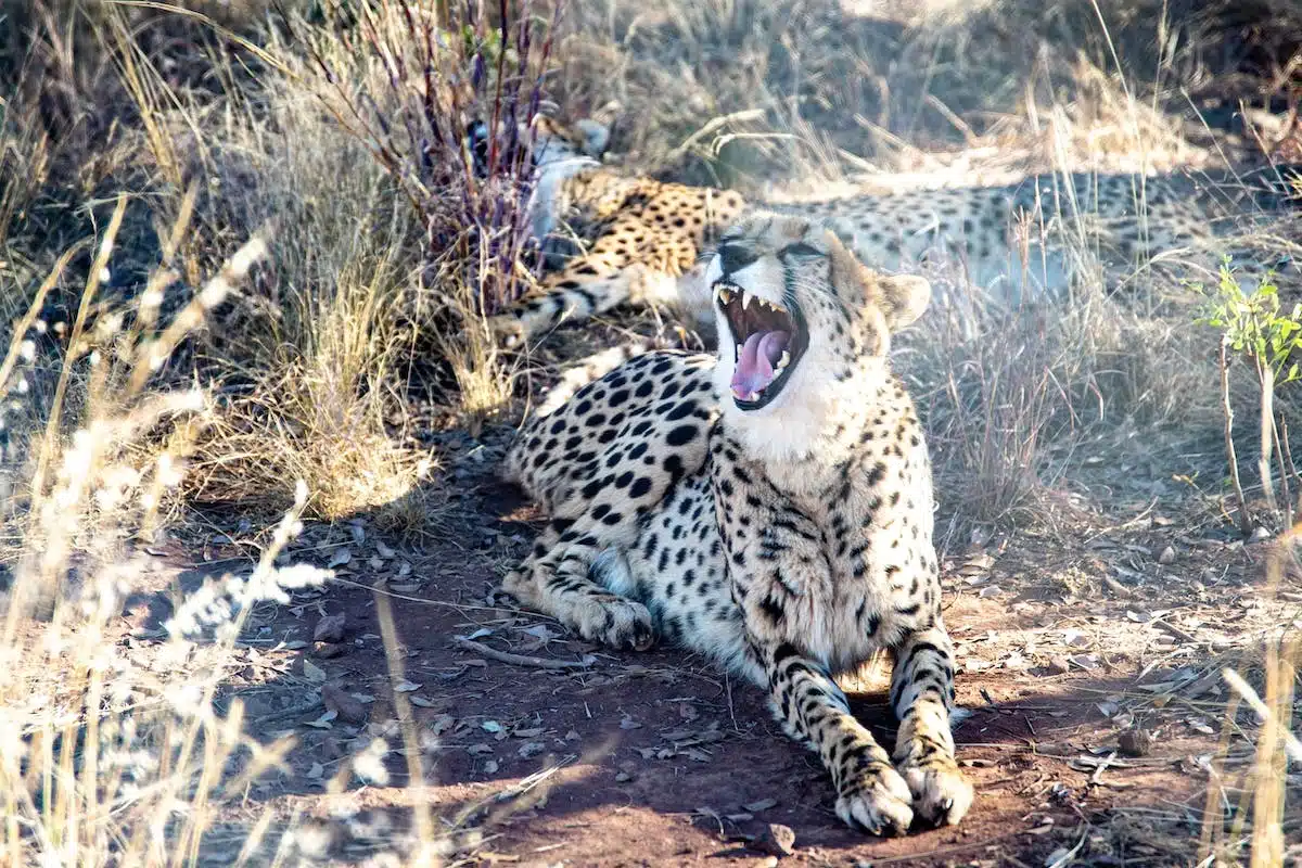 Protéger la faune sauvage : les initiatives locales qui font la différence