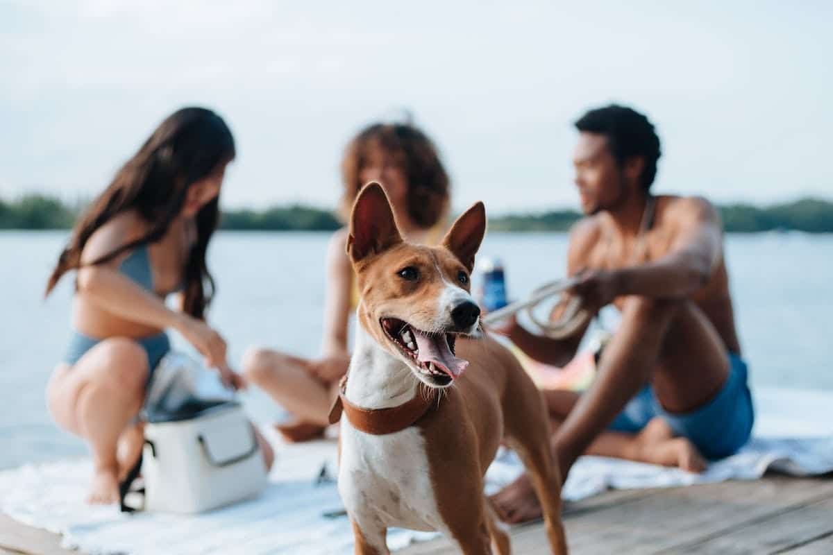 Les clés pour des vacances réussies avec votre chien : préparez votre compagnon à quatre pattes