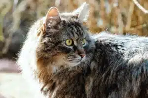 Découvrez les particularités des différentes races de chats