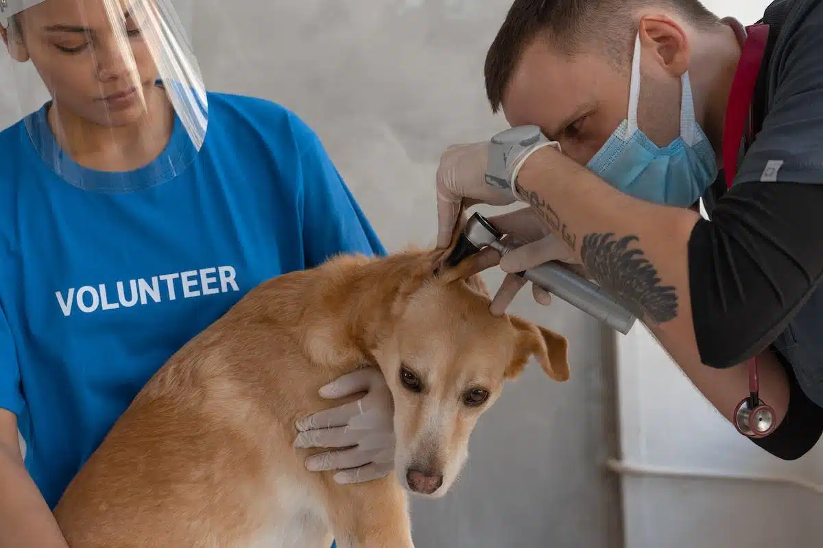 Détection précoce des maladies chez les chiens : quand consulter un vétérinaire