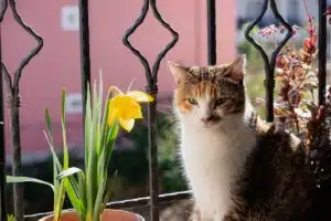 Les précautions indispensables pour protéger votre chat des plantes toxiques