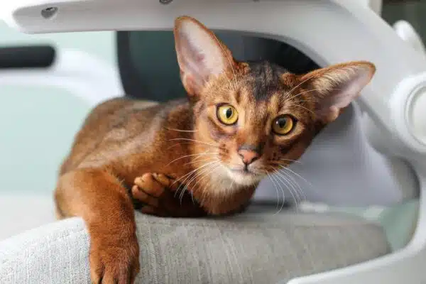 Les races de chats les plus appréciées par les amoureux des félins
