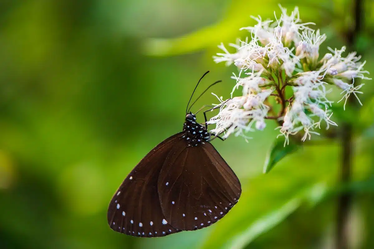 Les récentes avancées scientifiques sur la faune : une plongée fascinante dans le monde animal