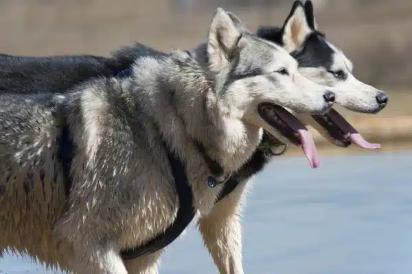 Quel bol pour Husky ?