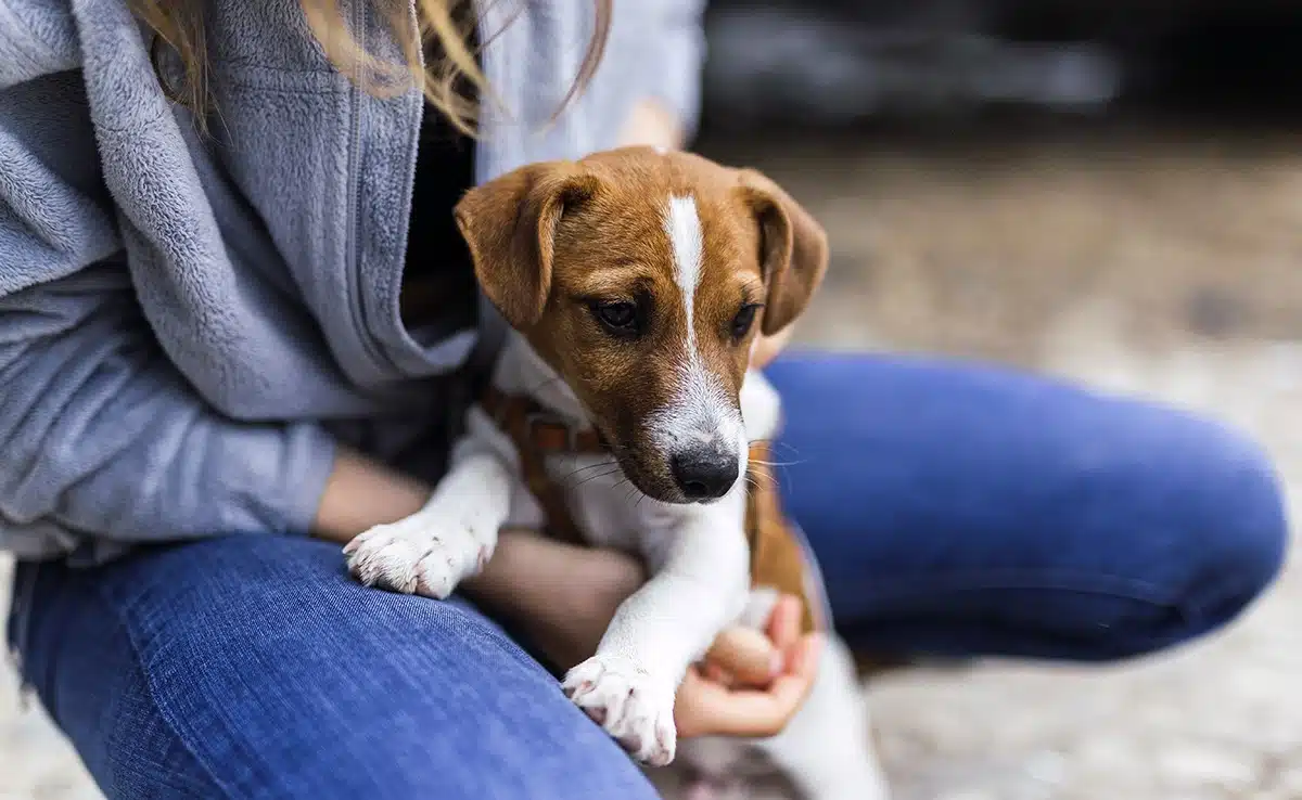 Comment préparer votre chien pour une vie longue et en santé