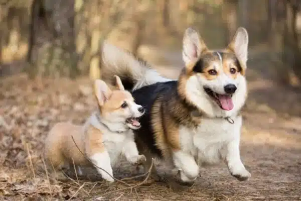 Comment préparer votre chien pour une vie longue et en santé ?