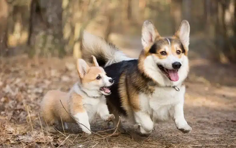 Comment préparer votre chien pour une vie longue et en santé ?