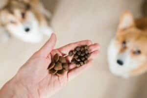 Comment réussir la transition alimentaire chez le chien ?