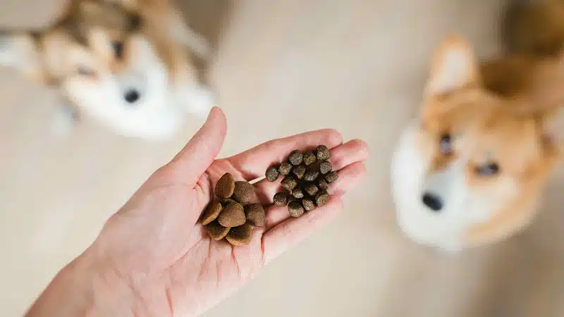 Comment réussir la transition alimentaire chez le chien ?