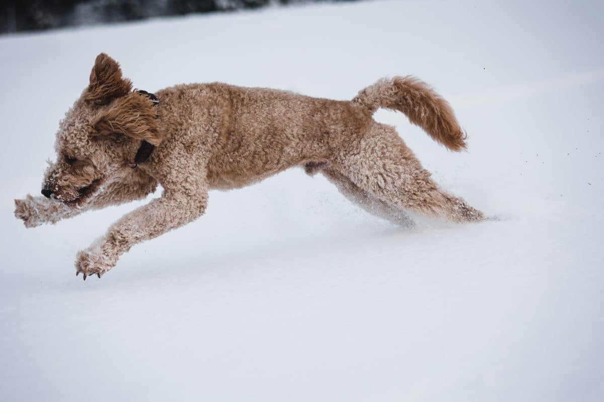 Conseils pratiques pour protéger votre animal pendant l’hiver