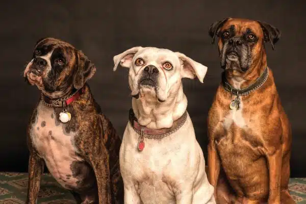 Les dernières tendances en alimentation et nutrition pour les animaux de compagnie