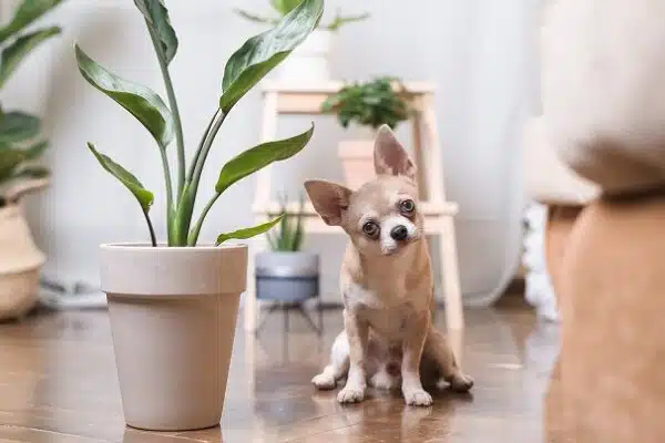 Plantes non toxiques : Sélection pour chats, chiens et enfants