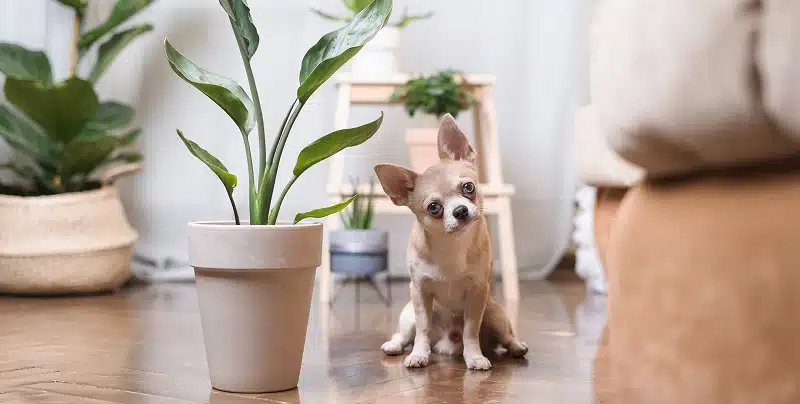 Plantes non toxiques : Sélection pour chats, chiens et enfants