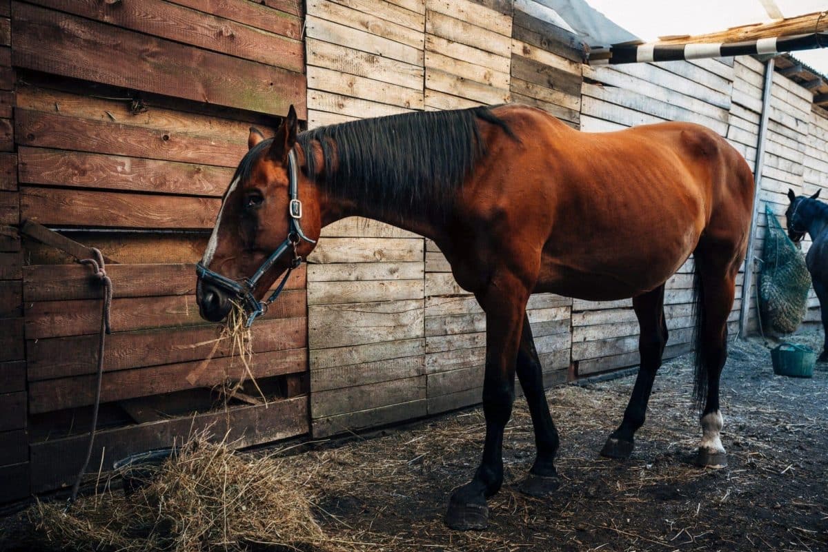 cheval devenu naviculaire 