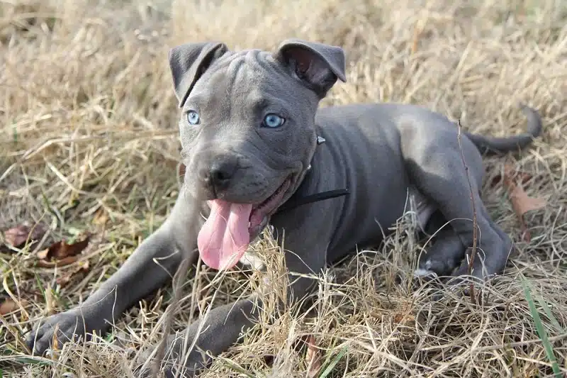 Quel est le prix d’un staffie bleu ?