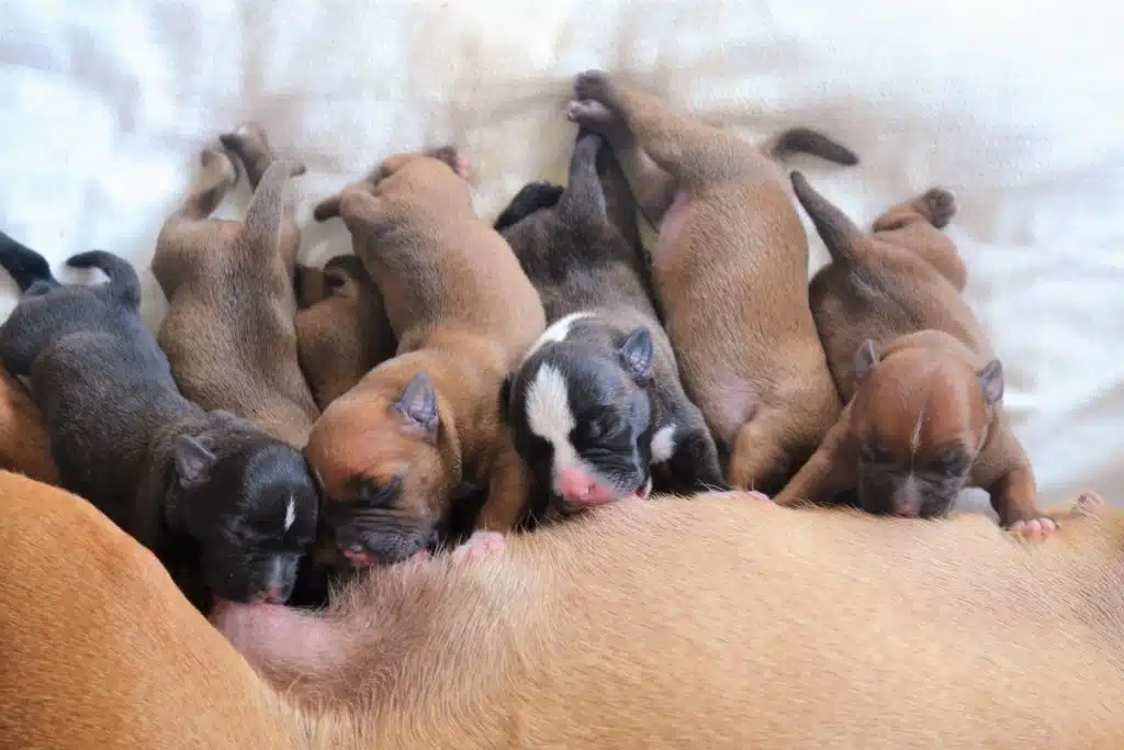 Quel est le prix d'un staffie bleu1