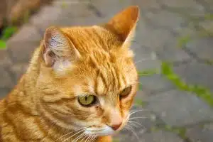 Quelle est la race d’un chat roux ?