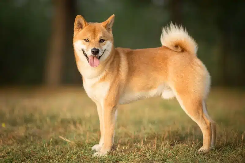 Shiba blanc : Découverte et caractéristiques de la race