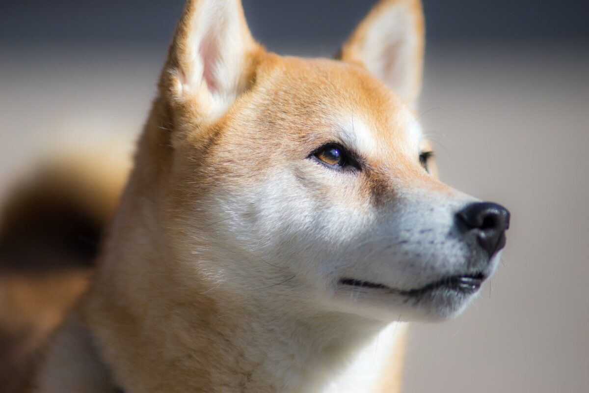 Shiba blanc : Découverte et caractéristiques de la race