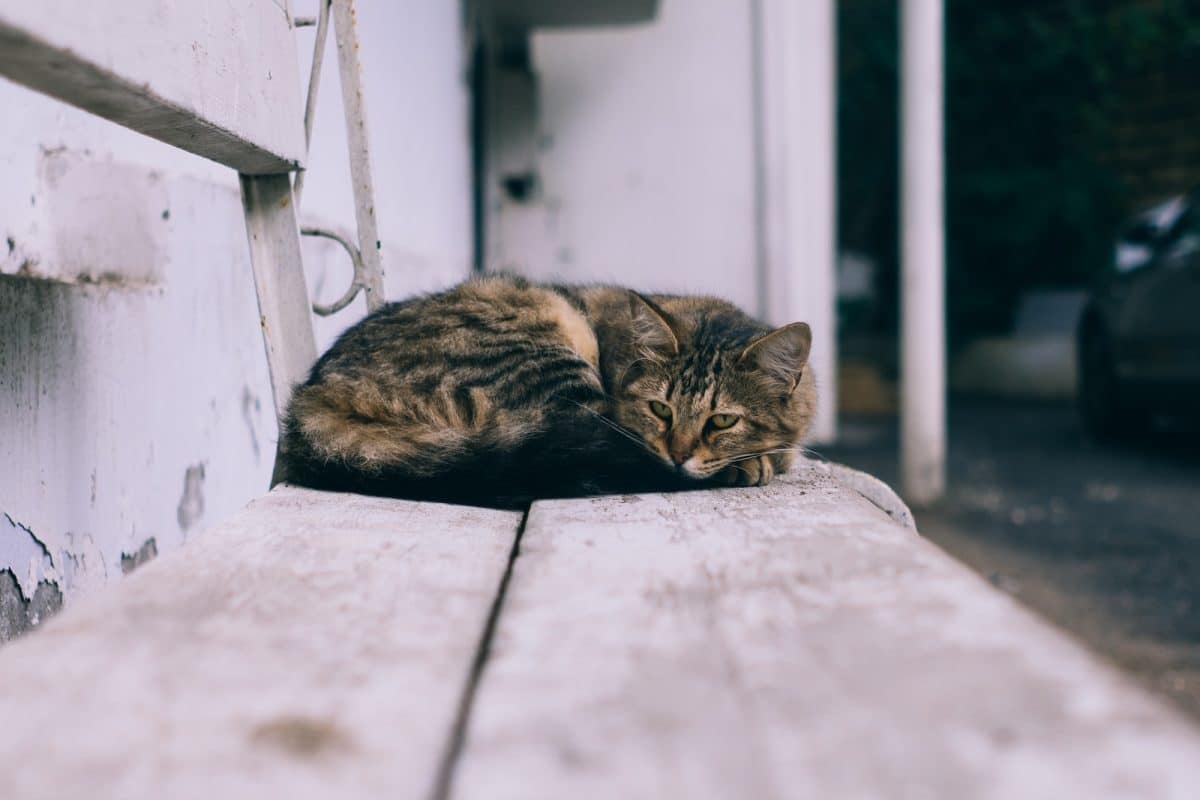 Les chats sans abri : comment aider et protéger les chats errants de votre quartier