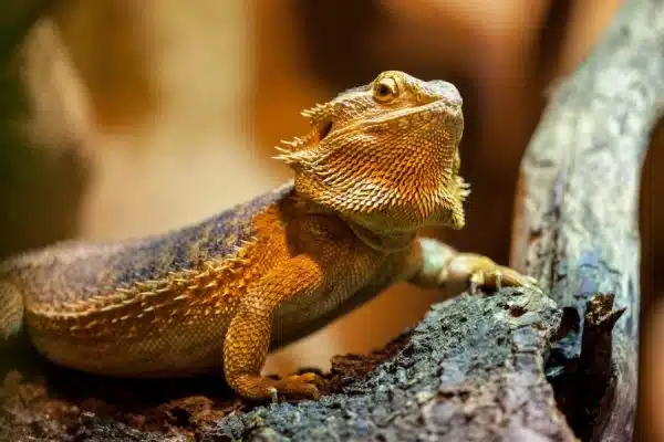 Les dernières avancées scientifiques dans la compréhension du comportement animal