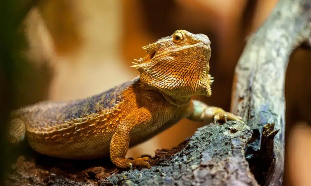 Les dernières avancées scientifiques dans la compréhension du comportement animal