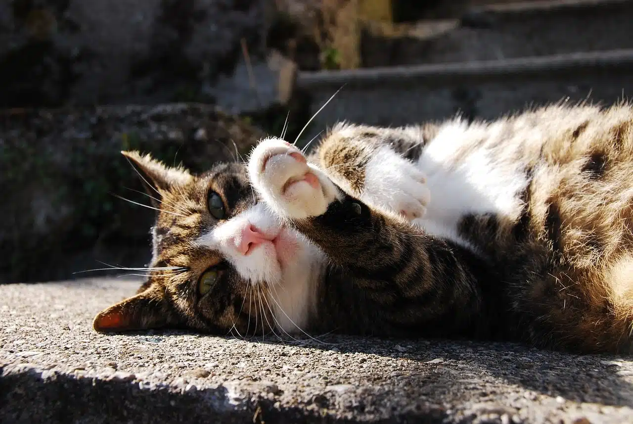 Les chutes : un chat ne retombe pas toujours sur ses pattes