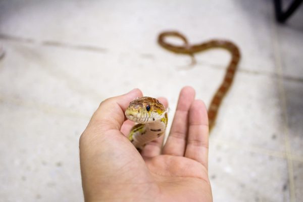 Comment choisir votre premier serpent ?
