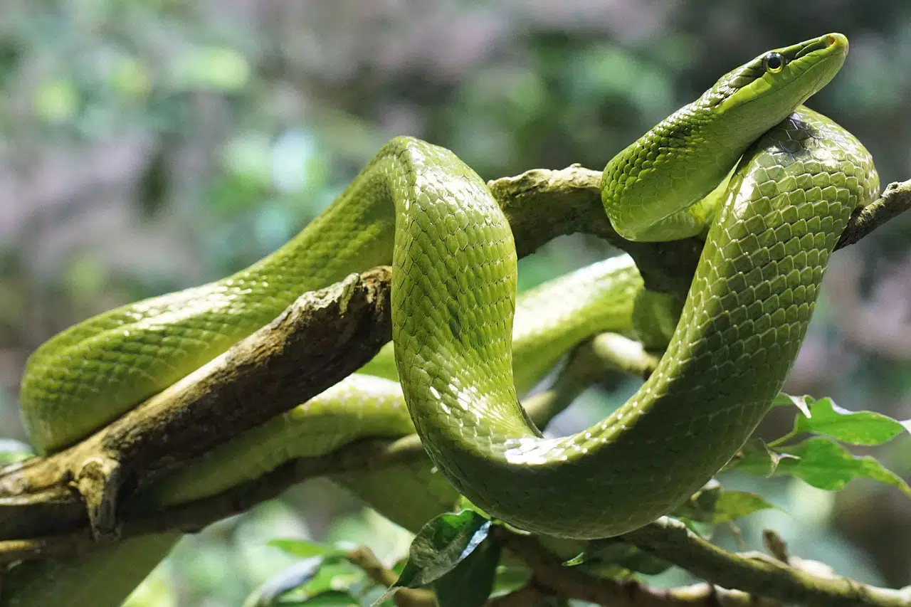 choisir votre premier serpent