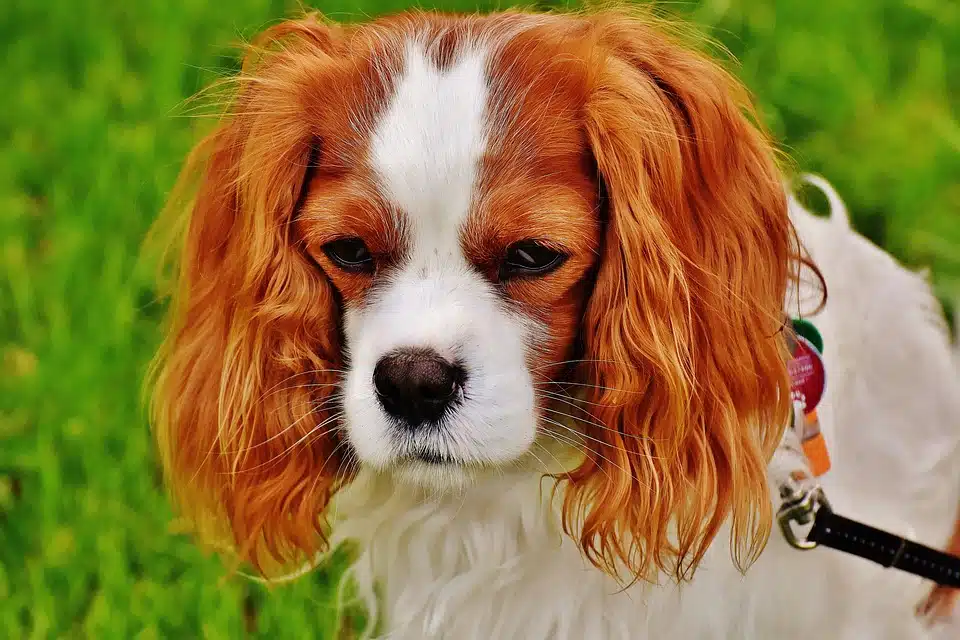 Origines et histoire fascinante du Cavalier King Charles : une race royale