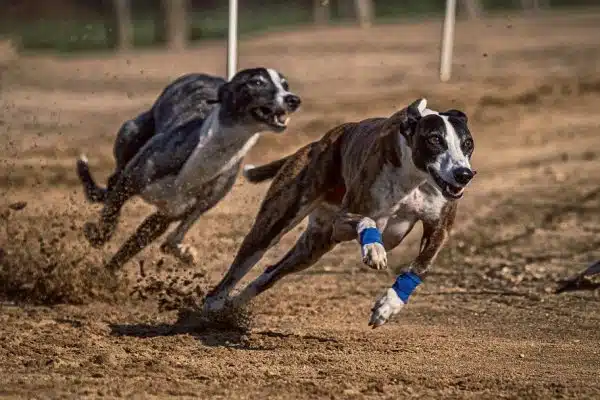 Le Schnauzer nain, le compagnon plein de vie