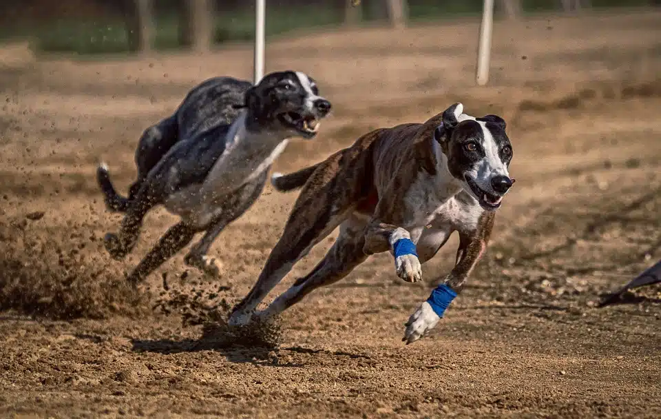 Le Schnauzer nain, le compagnon plein de vie