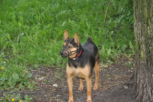 Muselière en cuir léger pour chien Bull Terrier