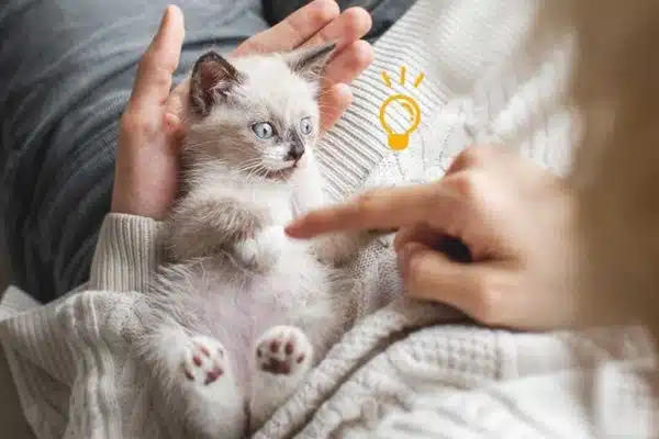 Les secrets pour une alimentation saine et équilibrée de votre chat