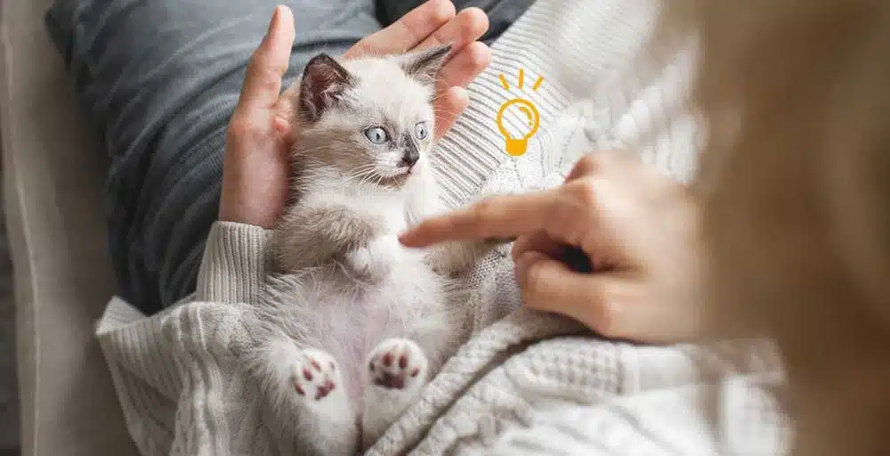 Les secrets pour une alimentation saine et équilibrée de votre chat