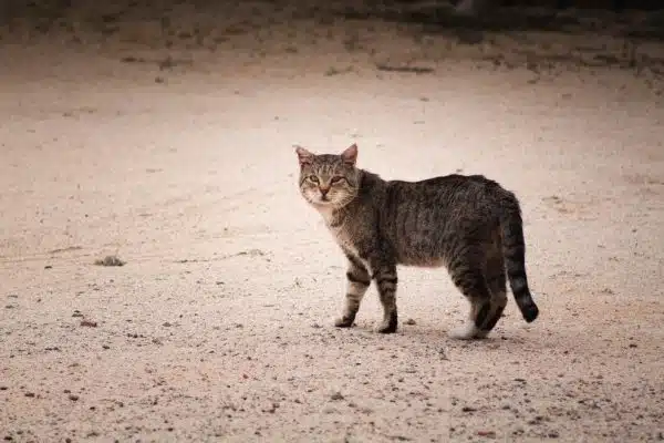 Les chats sans abri : comment aider et protéger les chats errants de votre quartier