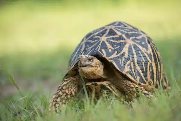 Comprendre la différence entre les tortues et les tortues: comment choisir le meilleur pour vous!