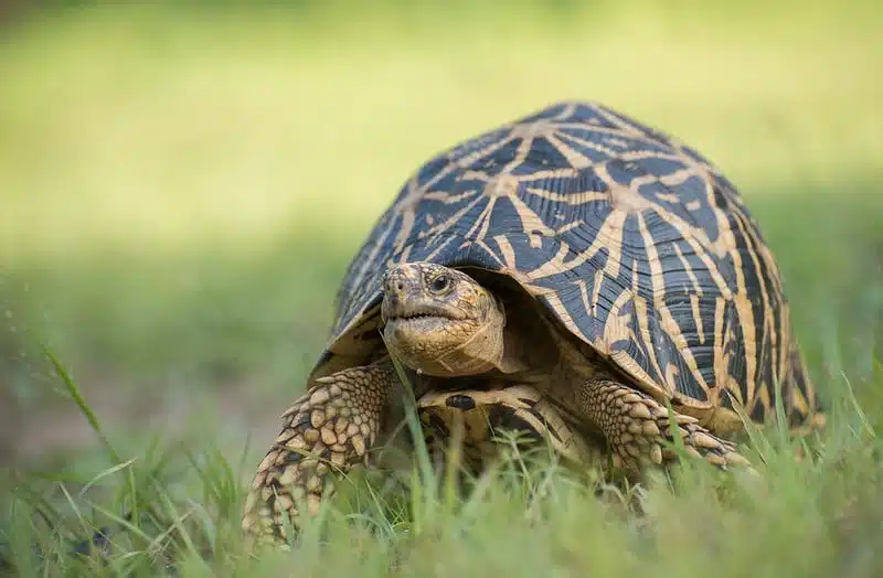 Comprendre la différence entre les tortues et les tortues: comment choisir le meilleur pour vous!