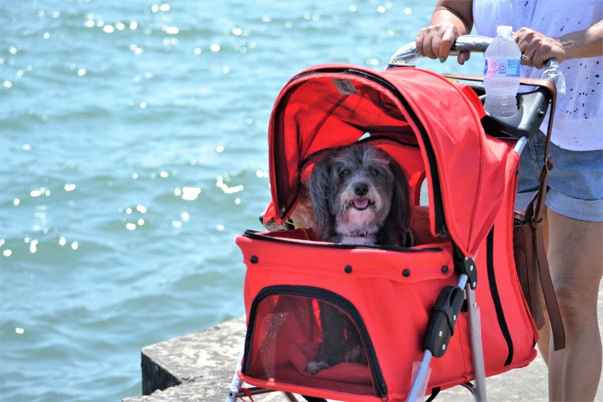 Poussette pour vieux chien : un accessoire utile pour sa santé et son bien-être