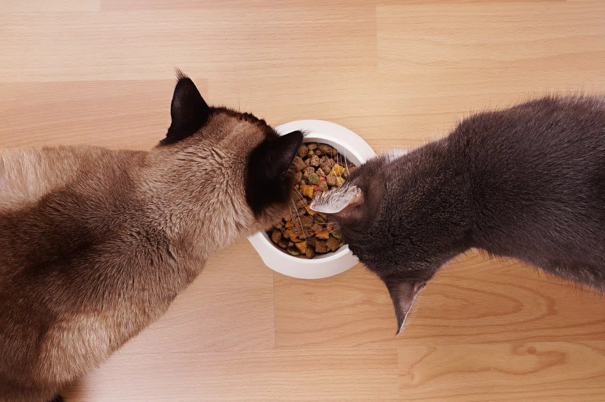 Les croquettes Carnilove sont-elles bonnes pour les chats ?