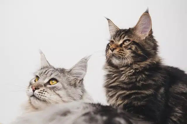 Pourquoi le Maine Coon est si particulier ?