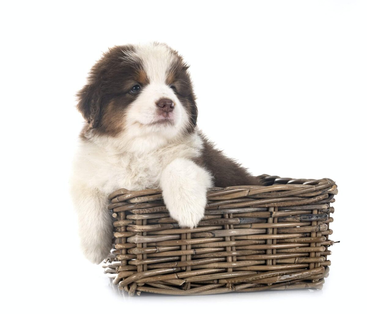 Guide de soins pour le chien berger américain miniature