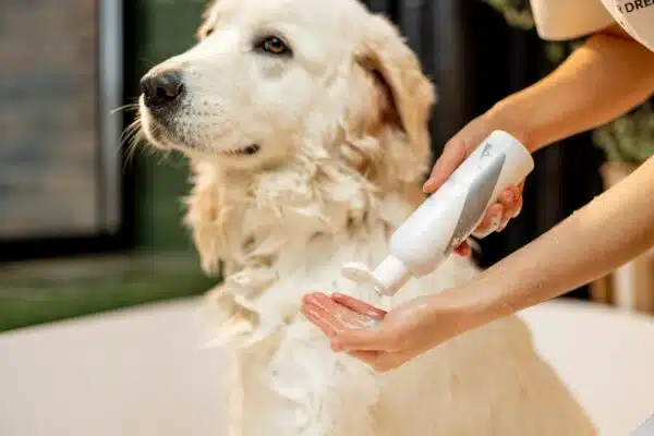 Shampoing sec pour chien : utilisations, avantages, meilleures pratiques
